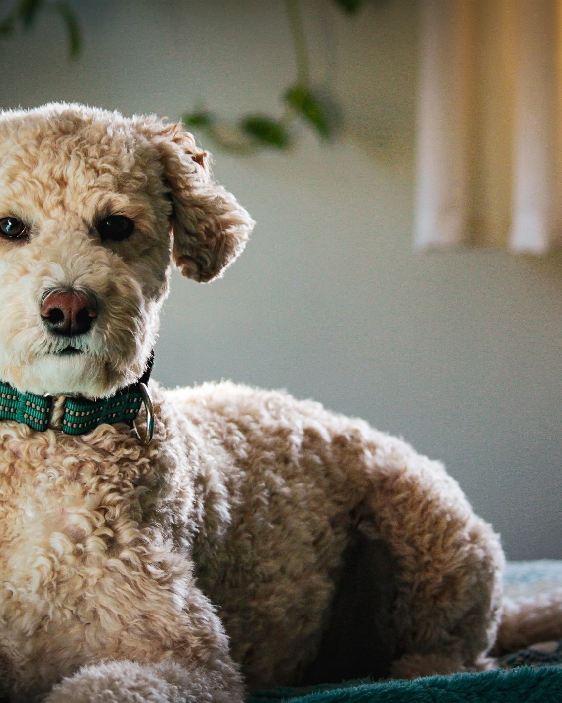 Dixie, cream curly Aussie doodle, Chief of Mischief