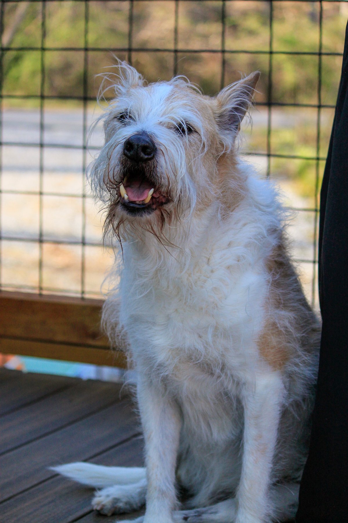 Otis P. Scruffles, white scruffy senior mix, Chief Field Officer